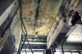 Why You Should Choose Our Mold Remediation Services in Minden, LA